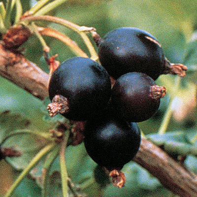 Jostaberry (Black Currant)