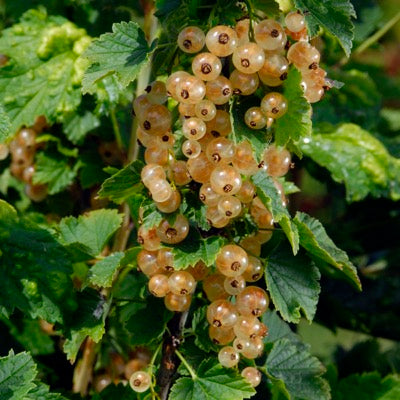 White Transparent Currant