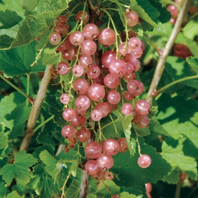 Pink Champagne Currant