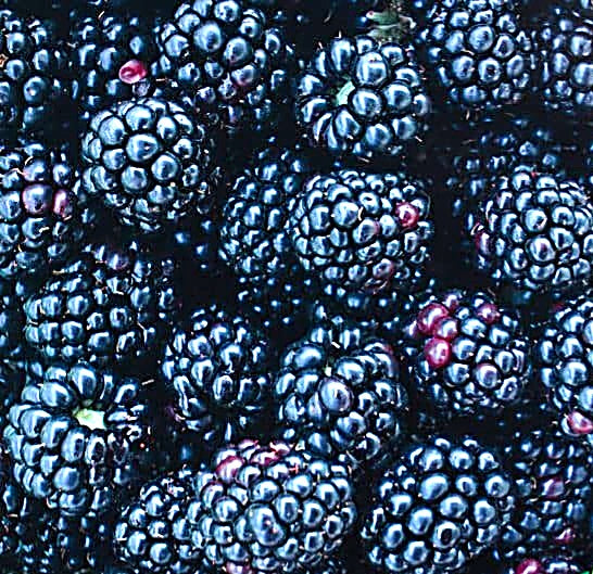 Chester Thornless Blackberry