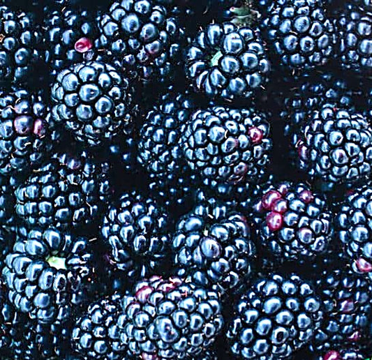 Chester Thornless Blackberry