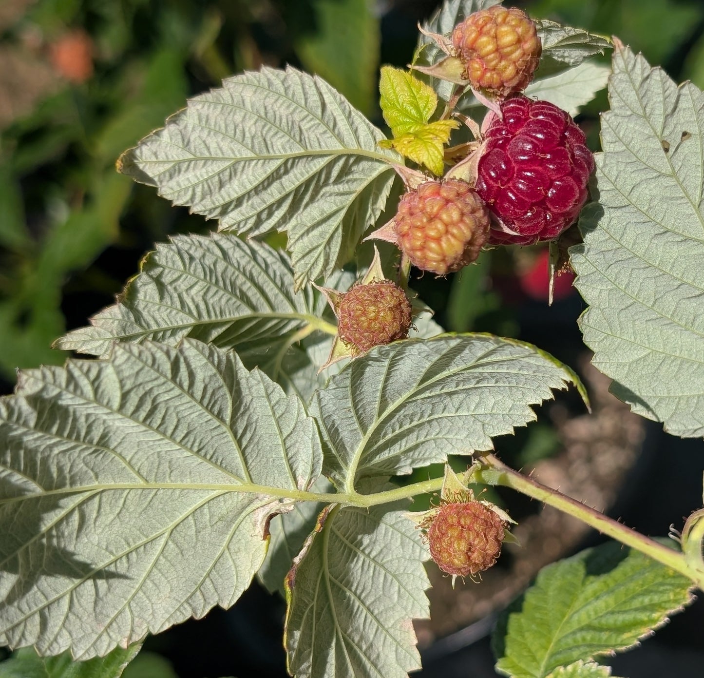 Boyne Raspberry