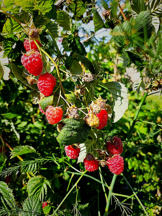 Latham Raspberry