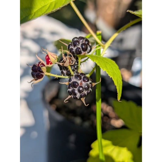 Jewel Black Raspberry
