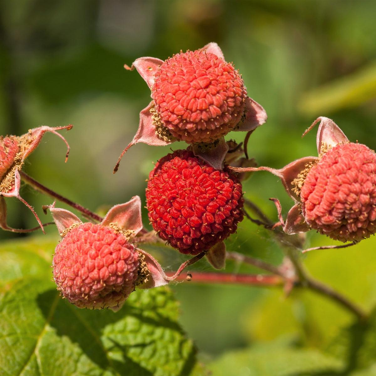 Thimbleberry