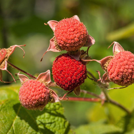Thimbleberry