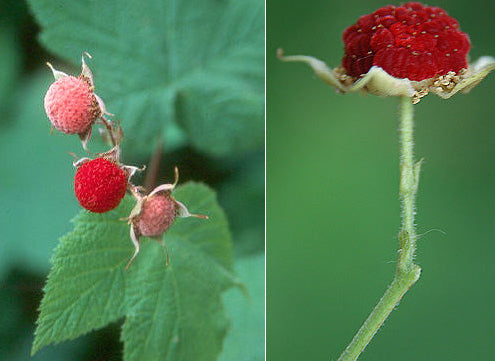 Thimbleberry