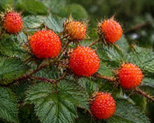 Salmonberry