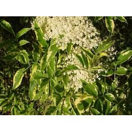 Variegated Black Elderberry