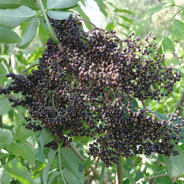 Bob Gordon Elderberry