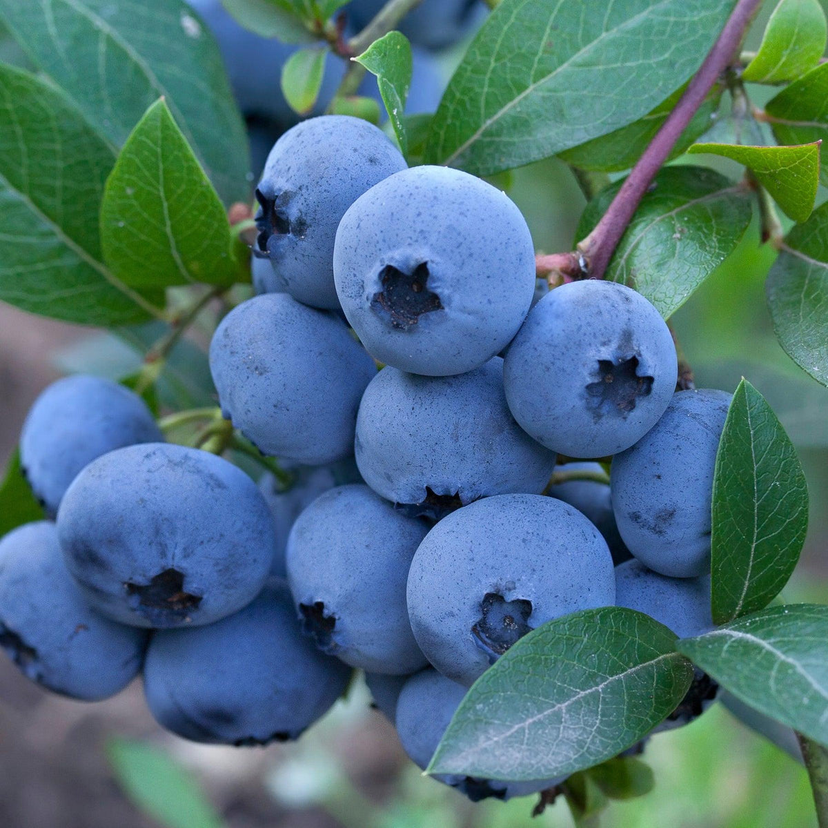 Chandler blueberry