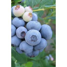 Legacy Blueberry