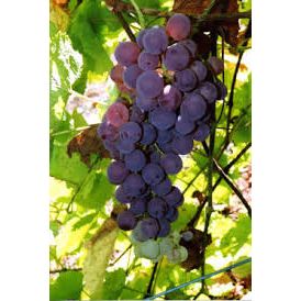 Bronx Grape