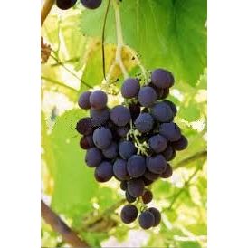 Challenger Grape
