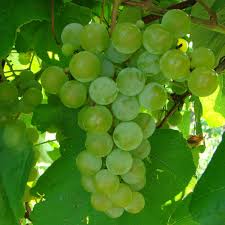 Edelweiss Grape