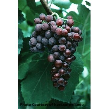 Einset Grape
