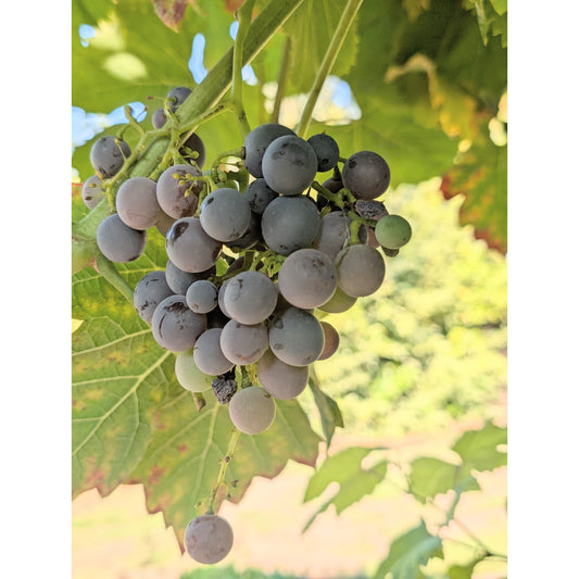 Heavenly Blue Grape