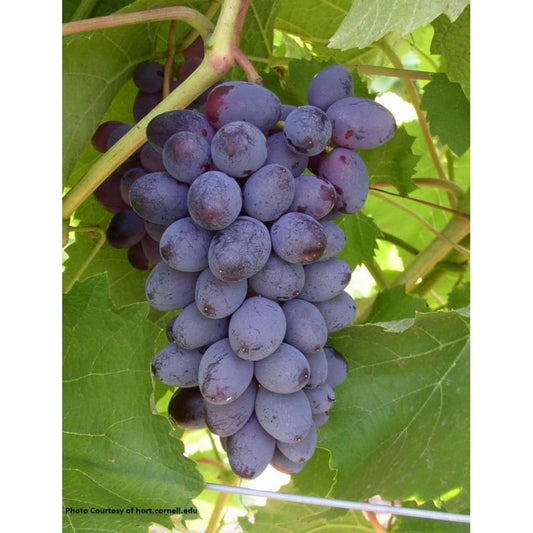 Jupiter Grape