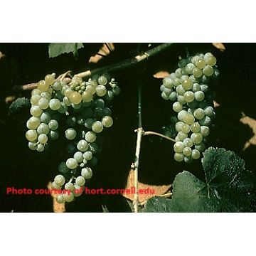 Lakemont Grape