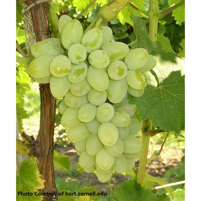 Neptune Grape