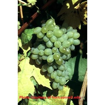 Remaily Seedless Grape