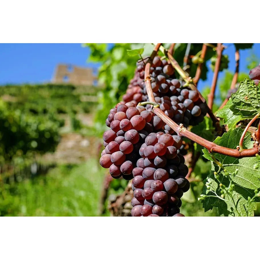 Swenson Red Grape