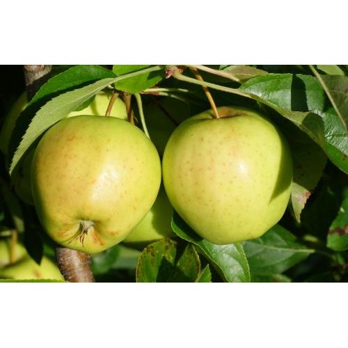 Yellow Delicious Apple