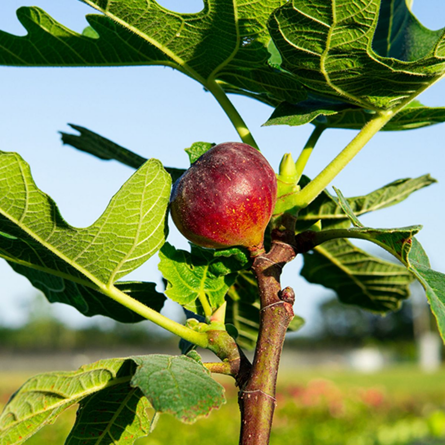 Chicago Hardy Fig