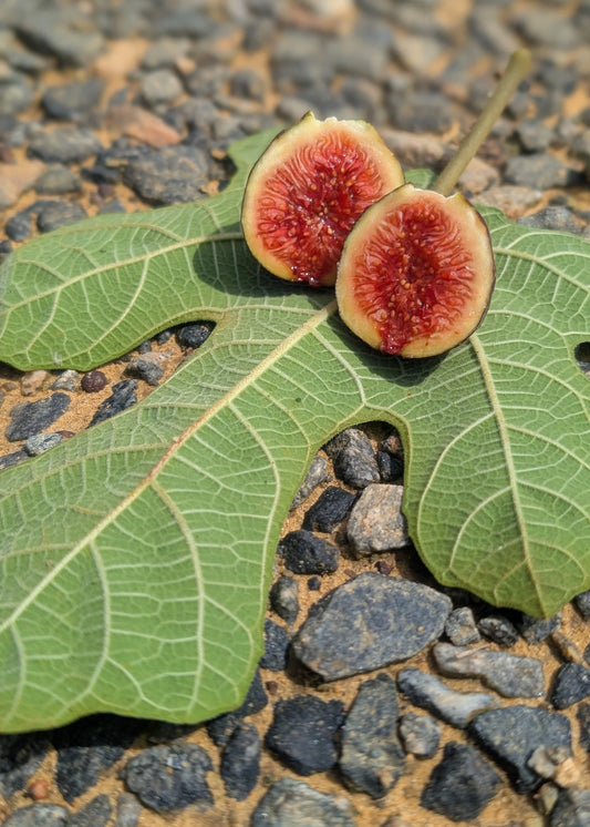 Chicago Hardy Fig