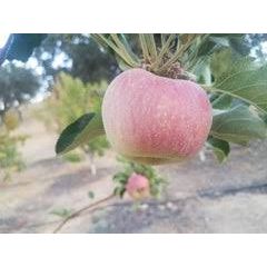 Spokane Beauty Apple