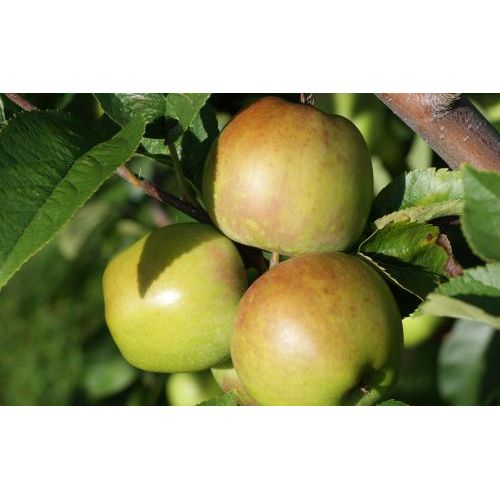 Newton Pippin Apple