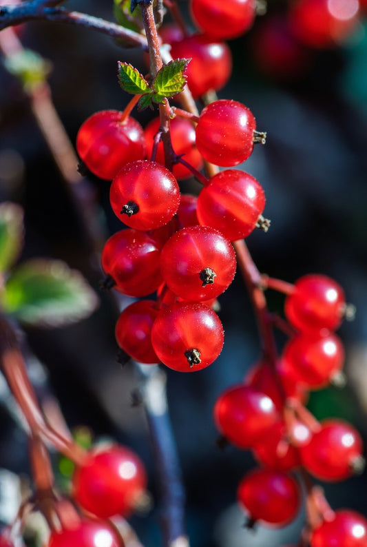 Red lake currant