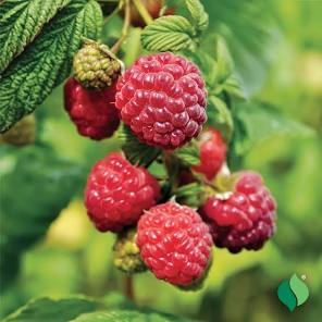 Canby thornless raspberry