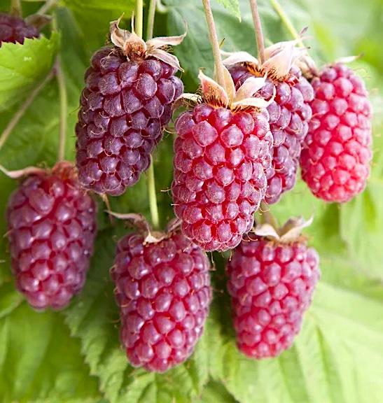 Loganberry