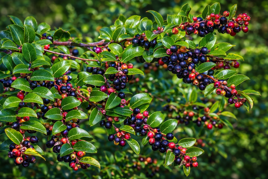 Evergreen Huckleberry